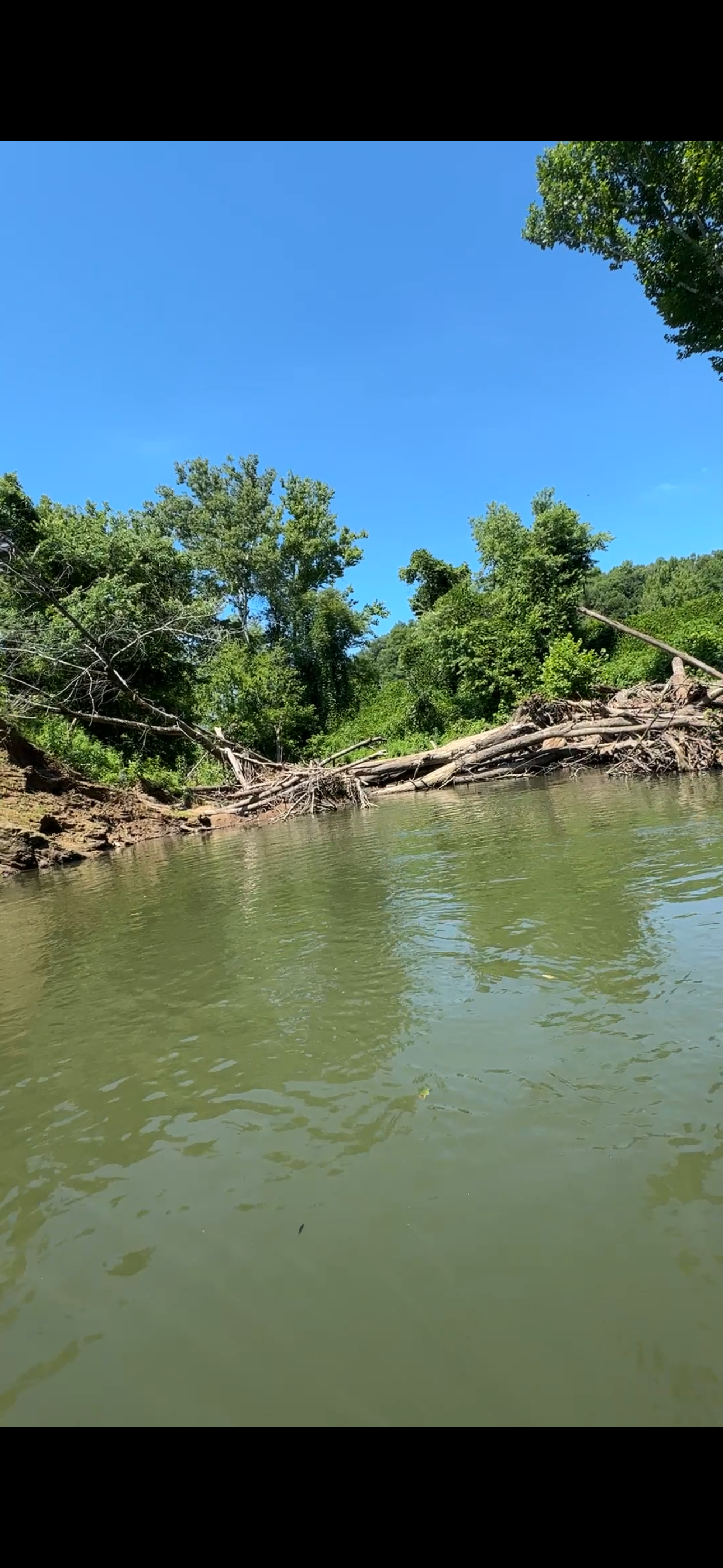 Large logjam blocking a river channel